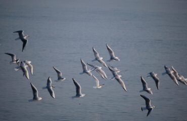 pexels-houga-joeng-2150863908-35214023