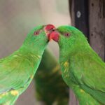 photo of parrots