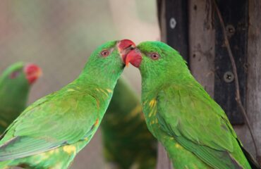 photo of parrots