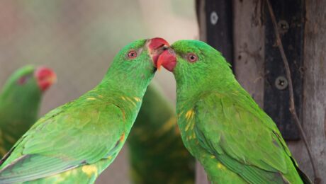 photo of parrots